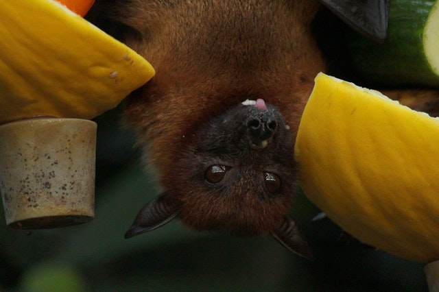 Imagem de morcego de cabeça para baixo comendo melão