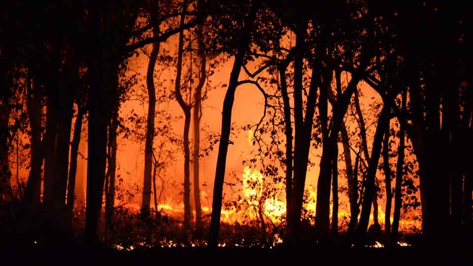 Imagem de floresta pegando fogo
