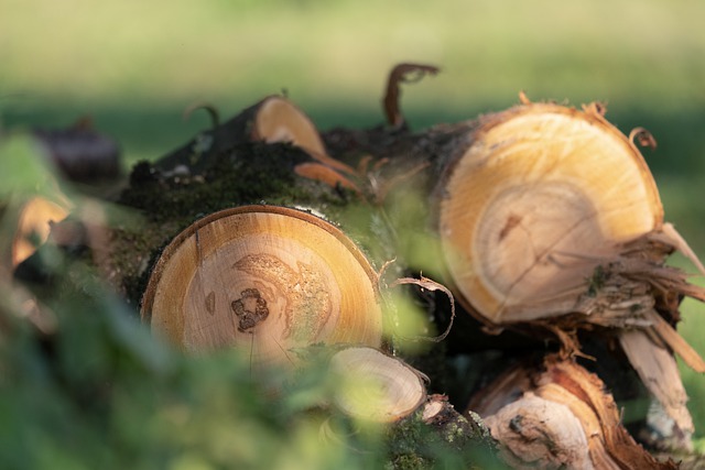 Imagem de troncos de árvore cortados